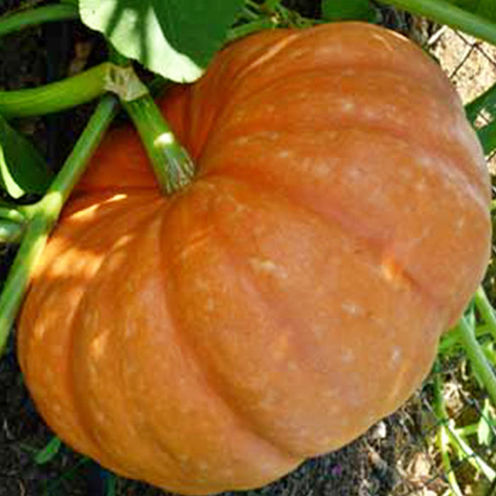 Hopi Orange, Winter Squash - BoxGardenSeedsLLC -Squash,Pumpkins - Seeds