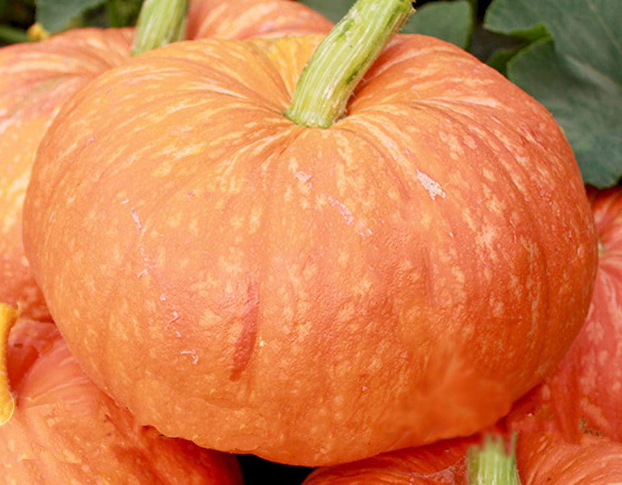 Hopi Orange, Winter Squash - BoxGardenSeedsLLC -Squash,Pumpkins - Seeds