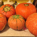 Hopi Orange, Winter Squash - BoxGardenSeedsLLC -Squash,Pumpkins - Seeds