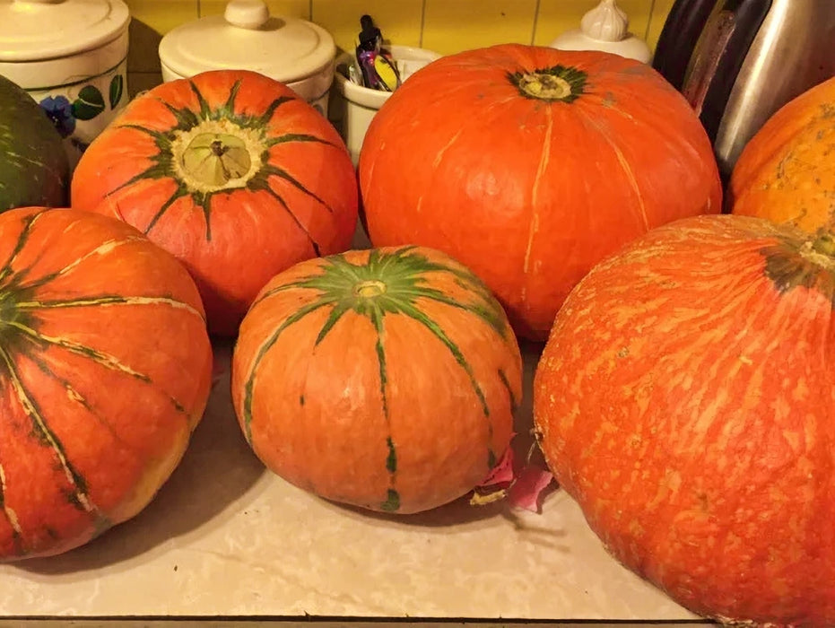 Hopi Orange, Winter Squash - BoxGardenSeedsLLC -Squash,Pumpkins - Seeds