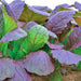 Red Garnet, Mustard, - BoxGardenSeedsLLC -Gourmet/Native Greens - Seeds