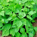 Top Crop, Bush Beans, - BoxGardenSeedsLLC -Abundant Stock SALE - Seeds