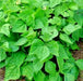 Top Crop, Bush Beans - BoxGardenSeedsLLC - Beans / Dry Beans - Seeds - USA Seller, Thank you for shopping here today, Naturally Grown GMO Free Seeds, Heirloom Open Pollinated Seeds, Fresh Top Quality Premium Seeds