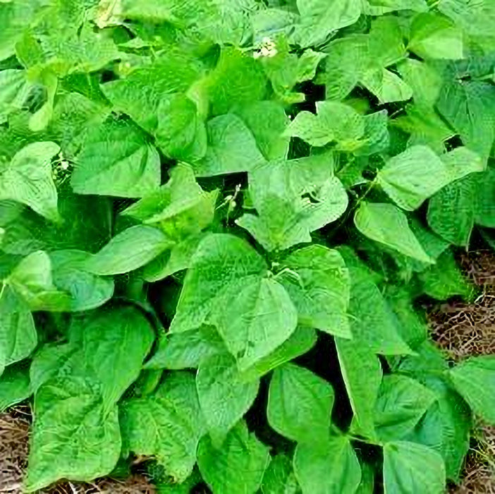 Top Crop, Bush Beans, -- BoxGardenSeedsLLC -Beans / Dry Beans - Seeds