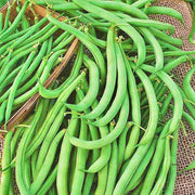 Tendergreen, Bush Beans - BoxGardenSeedsLLC - Beans / Dry Beans - Seeds - USA Seller, Thank you for shopping here today, Naturally Grown GMO Free Seeds, Heirloom Open Pollinated Seeds, Fresh Top Quality Premium Seeds