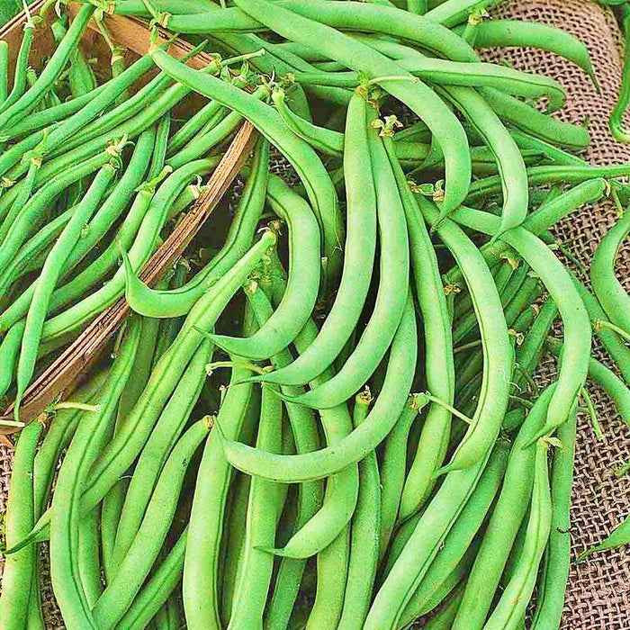 Tendergreen, Bush Beans, -- BoxGardenSeedsLLC -Beans / Dry Beans - Seeds