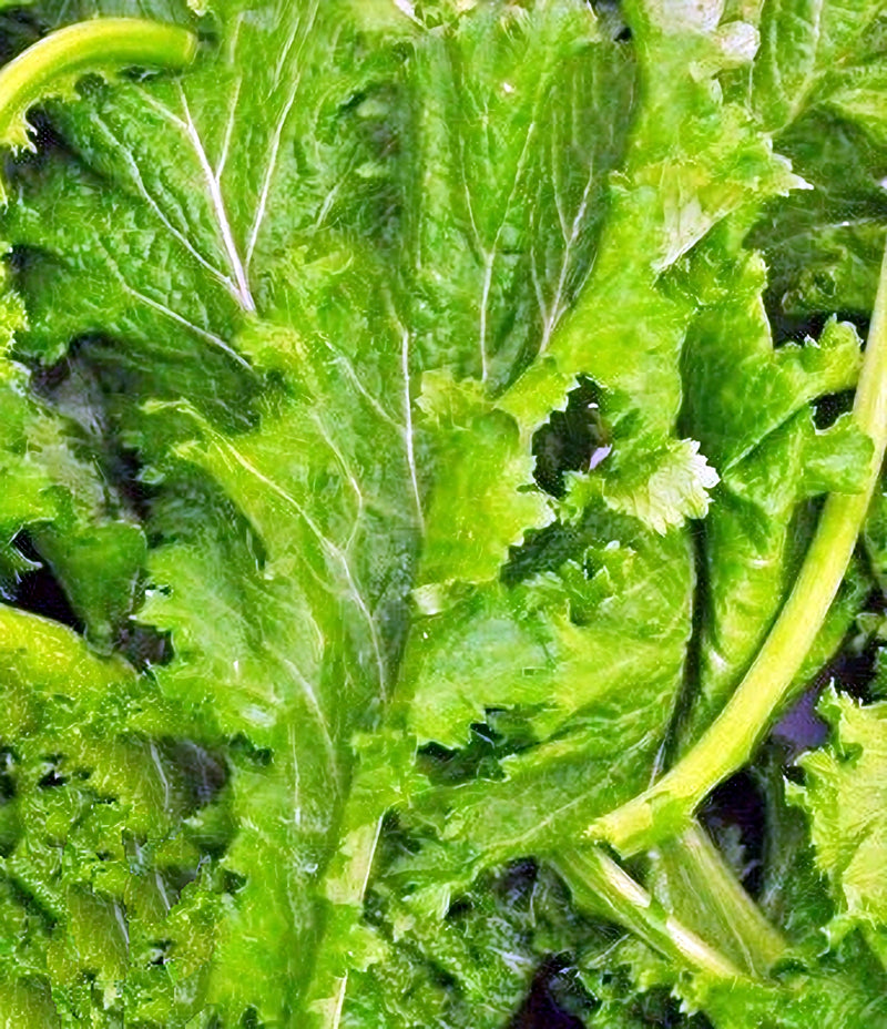 Old Fashioned, Mustard - BoxGardenSeedsLLC -Gourmet/Native Greens - Seeds