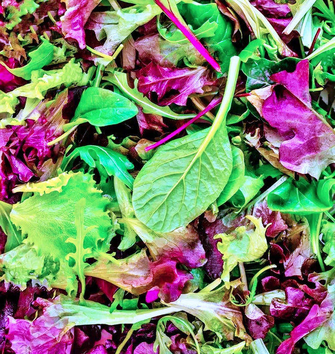 Mesclun Mixed Greens, Lettuce mix, -- BoxGardenSeedsLLC -Lettuce - Seeds