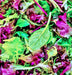 Mesclun Mixed Greens, Lettuce mix, -- BoxGardenSeedsLLC -Lettuce - Seeds