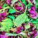 Mesclun Mixed Greens, Lettuce mix, - BoxGardenSeedsLLC -Lettuce - Seeds