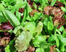 Heirloom Cutting Mix, Lettuce - BoxGardenSeedsLLC - Lettuce - Seeds - USA Seller, Thank you for shopping here today, Naturally Grown GMO Free Seeds, Heirloom Open Pollinated Seeds, Fresh Top Quality Premium Seeds