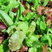 Heirloom Cutting Mix, Lettuce, - BoxGardenSeedsLLC -Lettuce - Seeds