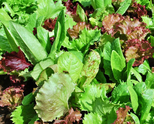 Heirloom Cutting Mix, Lettuce, -- BoxGardenSeedsLLC -Lettuce - Seeds