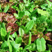 Heirloom Cutting Mix, Lettuce, - BoxGardenSeedsLLC -Lettuce - Seeds