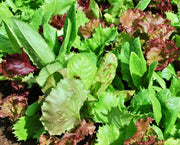 Heirloom Cutting Mix, Lettuce - BoxGardenSeedsLLC - Lettuce - Seeds - USA Seller, Thank you for shopping here today, Naturally Grown GMO Free Seeds, Heirloom Open Pollinated Seeds, Fresh Top Quality Premium Seeds