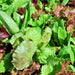 Heirloom Cutting Mix, Lettuce, - BoxGardenSeedsLLC -Lettuce - Seeds