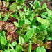 Heirloom Cutting Mix, Lettuce, - BoxGardenSeedsLLC -Lettuce - Seeds