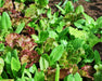 Heirloom Cutting Mix, Lettuce - BoxGardenSeedsLLC - Lettuce - Seeds - USA Seller, Thank you for shopping here today, Naturally Grown GMO Free Seeds, Heirloom Open Pollinated Seeds, Fresh Top Quality Premium Seeds