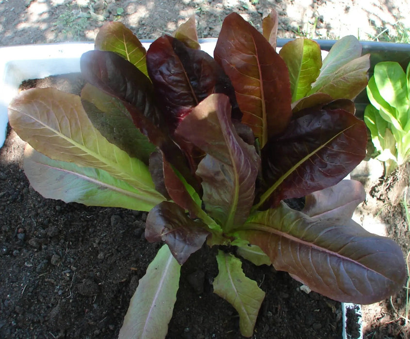 Tricolor Romaine Blend, Lettuce, - BoxGardenSeedsLLC -Lettuce - Seeds