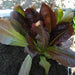 Tricolor Romaine Blend, Lettuce, - BoxGardenSeedsLLC -Lettuce - Seeds