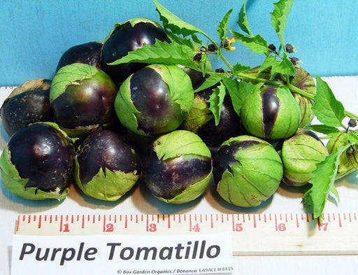 Purple, Tomatillo - BoxGardenSeedsLLC - ABS - Seeds