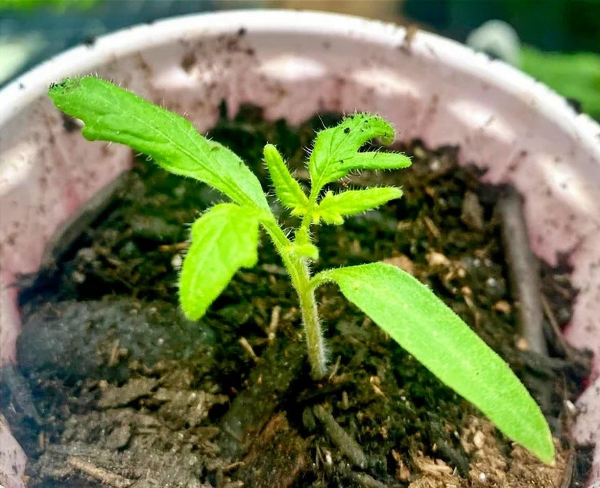 Oregon Spring, Tomato, - BoxGardenSeedsLLC -Tomatoes,Tomatillos - Seeds