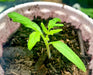 Mother Russia, Tomato, -- BoxGardenSeedsLLC -Tomatoes,Tomatillos - Seeds