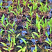 Rainbow Beefsteak Mix, Tomato, - BoxGardenSeedsLLC -Tomatoes,Tomatillos - Seeds