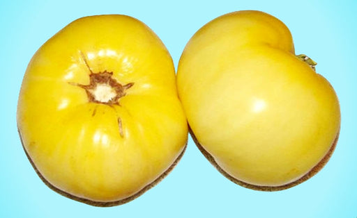 Great White, Tomato, -- BoxGardenSeedsLLC -Tomatoes,Tomatillos - Seeds