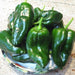 Ancho Grande, Hot Pepper, - BoxGardenSeedsLLC -Peppers,Eggplants - Seeds