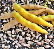 Calypso, Dry Bush Beans - BoxGardenSeedsLLC - Beans / Dry Beans - Seeds - USA Seller, Thank you for shopping here today, Naturally Grown GMO Free Seeds, Heirloom Open Pollinated Seeds, Fresh Top Quality Premium Seeds