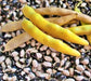 Calypso, Dry Bush Beans - BoxGardenSeedsLLC - Beans / Dry Beans - Seeds - USA Seller, Thank you for shopping here today, Naturally Grown GMO Free Seeds, Heirloom Open Pollinated Seeds, Fresh Top Quality Premium Seeds
