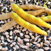 Calypso, Dry Bush Beans, - BoxGardenSeedsLLC -Beans / Dry Beans - Seeds