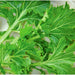 Mizuna, Mustard, - BoxGardenSeedsLLC -Gourmet/Native Greens - Seeds