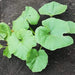 Bush Delicata, Winter Squash, - BoxGardenSeedsLLC -Squash,Pumpkins - Seeds