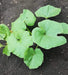 Bush Delicata, Winter Squash, -- BoxGardenSeedsLLC -Squash,Pumpkins - Seeds