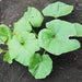 Mammoth Gold, Pumpkin, - BoxGardenSeedsLLC -Squash,Pumpkins - Seeds