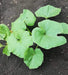 Mammoth Gold, Pumpkin, -- BoxGardenSeedsLLC -Squash,Pumpkins - Seeds