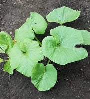 Montana Jack, Pumpkin - BoxGardenSeedsLLC - Squash,Pumpkins - Seeds - USA Seller, Thank you for shopping here today, Naturally Grown GMO Free Seeds, Heirloom Open Pollinated Seeds, Fresh Top Quality Premium Seeds