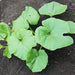 Table Gold Acorn, Winter Squash, - BoxGardenSeedsLLC -Squash,Pumpkins - Seeds