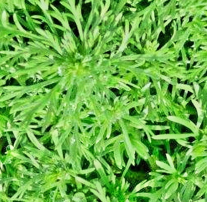 Wormwood, Culinary & Medicinal Herbs, -- BoxGardenSeedsLLC -Culinary/Medicinal Herbs - Seeds