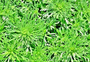 Wormwood, Culinary & Medicinal Herbs - BoxGardenSeedsLLC - Culinary/Medicinal Herbs - Seeds - USA Seller, Thank you for shopping here today, Naturally Grown GMO Free Seeds, Heirloom Open Pollinated Seeds, Fresh Top Quality Premium Seeds