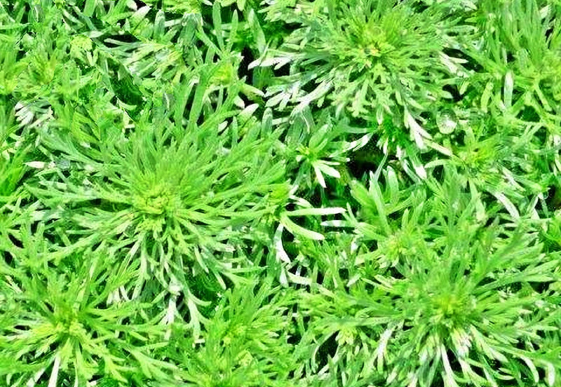 Wormwood, Culinary & Medicinal Herbs - BoxGardenSeedsLLC - Culinary/Medicinal Herbs - Seeds - USA Seller, Thank you for shopping here today, Naturally Grown GMO Free Seeds, Heirloom Open Pollinated Seeds, Fresh Top Quality Premium Seeds