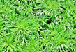 Wormwood, Culinary & Medicinal Herbs, -- BoxGardenSeedsLLC -Culinary/Medicinal Herbs - Seeds