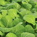 Japanese Komatsuna, Mustard, - BoxGardenSeedsLLC -Gourmet/Native Greens - Seeds