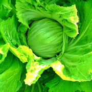 Kekkyu Takana, Mustard - BoxGardenSeedsLLC - Gourmet/Native Greens - Seeds - USA Seller, Thank you for shopping here today, Naturally Grown GMO Free Seeds, Heirloom Open Pollinated Seeds, Fresh Top Quality Premium Seeds