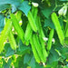 Winged or Dragon, Asian Bean - BoxGardenSeedsLLC - Beans / Dry Beans - Seeds - USA Seller, Thank you for shopping here today, Naturally Grown GMO Free Seeds, Heirloom Open Pollinated Seeds, Fresh Top Quality Premium Seeds