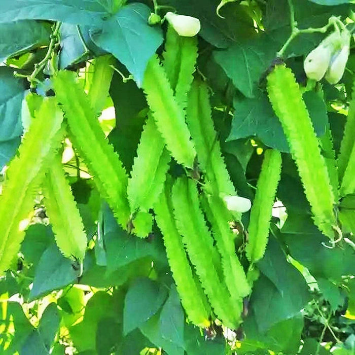 Winged or Dragon, Asian Bean, - BoxGardenSeedsLLC -Beans / Dry Beans - Seeds