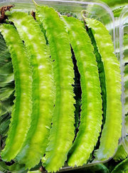 Winged or Dragon, Asian Bean - BoxGardenSeedsLLC - Beans / Dry Beans - Seeds - USA Seller, Thank you for shopping here today, Naturally Grown GMO Free Seeds, Heirloom Open Pollinated Seeds, Fresh Top Quality Premium Seeds