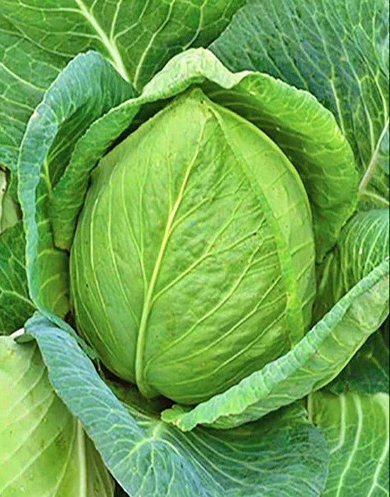 Cabbage, Charleston Wakefield, - BoxGardenSeedsLLC -Cabbage, Kale - Seeds